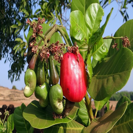 Cashew Farm