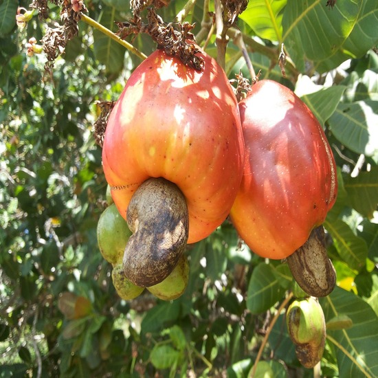 Cashew Products